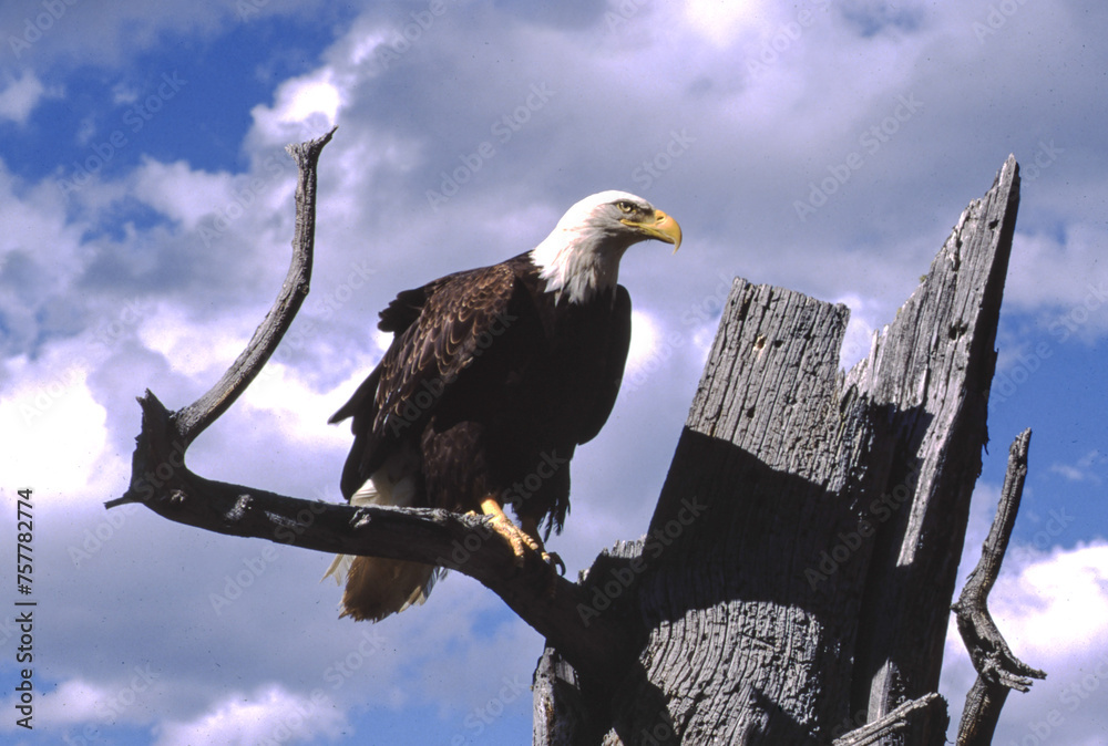 Bald Eagles have white heads and tails with dark brown bodies and wings