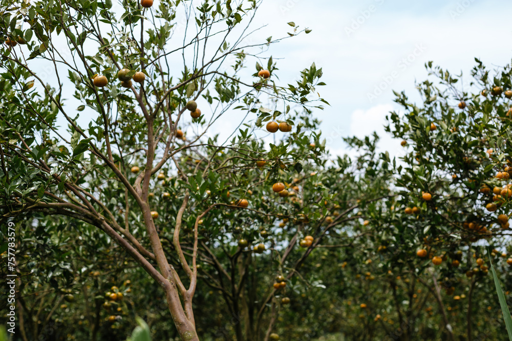 Harvest of tangerines on trees Harvest of tangerines on trees