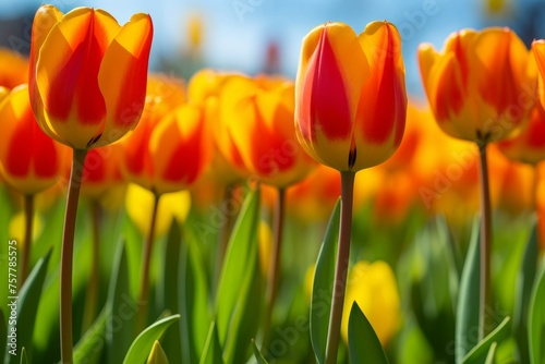 Colorful spring flower bouquet - close-up macro shot of vibrant floral arrangement