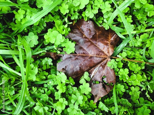 A Dying Leaf Surrounded By Lucky Clovers , Beauty Of Life.