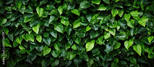 A close up of a lush green bush, filled with abundant leaves. This terrestrial plant serves as a beautiful groundcover, adding color and life to any garden or outdoor event © 2rogan