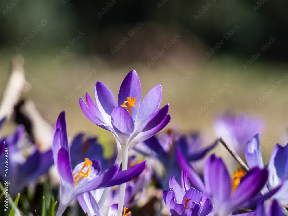 Beautiful macro shot of violet spring crocuses (Crocus vernus) flowering with visible orange pollen in early spring Beautiful macro shot of violet spring crocuses (Crocus vernus) flowering with visible orange pollen in early spring
