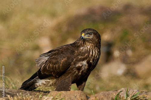 Common buzzard (Buteo buteo) © dennisjacobsen