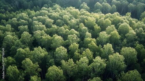Dense Green Forest Landscape