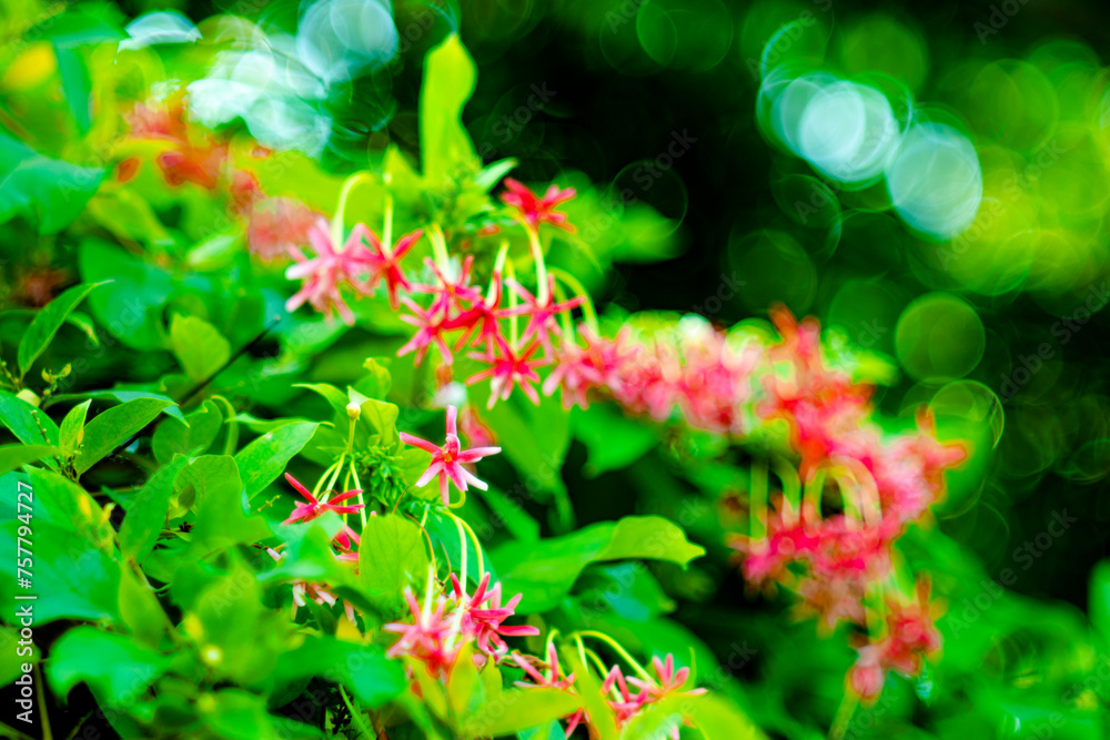 Combretum indicum flower are blooming and green leaf at summer,rangoon creeper, and combretum indicum is a vine with red flower clusters and is found in asia, Combretum indicum flower are blooming and green leaf at summer,rangoon creeper, and combretum indicum is a vine with red flower clusters and is found in asia,