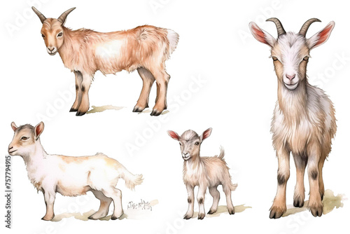 illustration Hand element background standing set White farm small laying drawn goat farm goatling watercolor animal Small goat newborn Cute © akk png