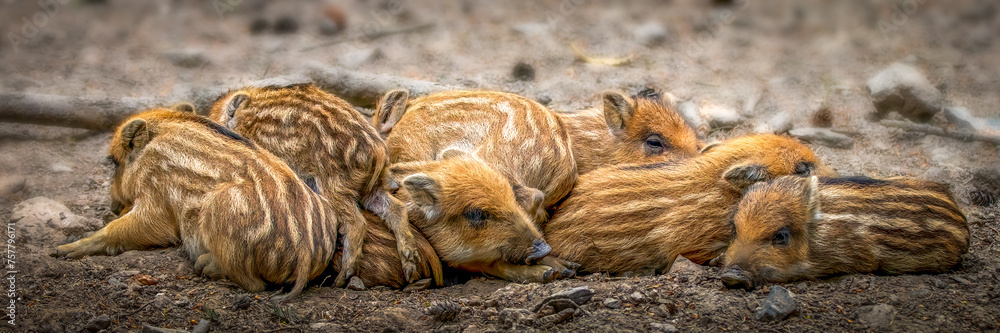 Group of Striped and Spotted Wild Piglets Resting Group of Striped and Spotted Wild Piglets Resting
