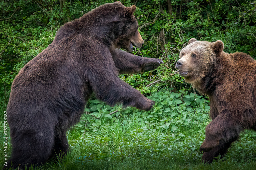 Two Bears Interacting in a Lush Green Habitat