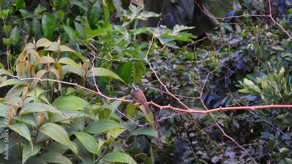 Tyrant Flycatcher Bird Perching In Small Branches in The Amazon Forest. Static Shot Tyrant Flycatcher Bird Perching In Small Branches in The Amazon Forest. Static Shot