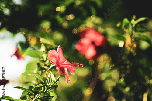 The striking crimson-red flowers of a thriving Sleeping Hibiscus (Malvaviscus penduliflorus) tree - a member of the Malvaviscus family - showing the different stages of flowering photo