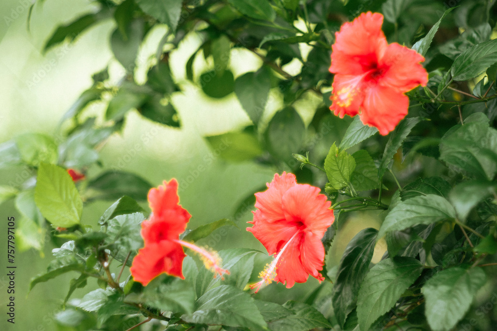 The striking crimson-red flowers of a thriving Sleeping Hibiscus (Malvaviscus penduliflorus) tree - a member of the Malvaviscus family - showing the different stages of flowering The striking crimson-red flowers of a thriving Sleeping Hibiscus (Malvaviscus penduliflorus) tree - a member of the Malvaviscus family - showing the different stages of flowering