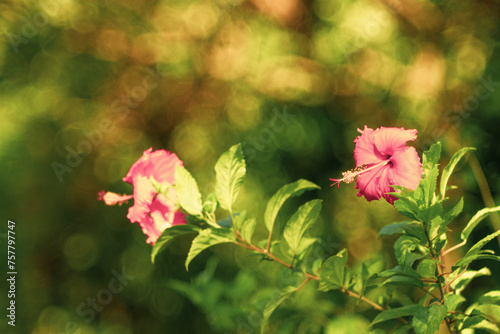 a flowering plant in the Hibisceae tribe of the family Malvaceae.Hibiscus glanduliferus Craib (Malvaceae) in a garden.Pink Hibiscus Rosa-Sinensis photo