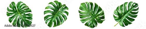 Collection of PNG. Vibrant green monstera leaf isolated on a transparent background.