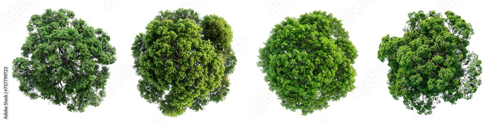 Collection of PNG. Tree top view isolated on a transparent background. - obrazy, fototapety, plakaty 