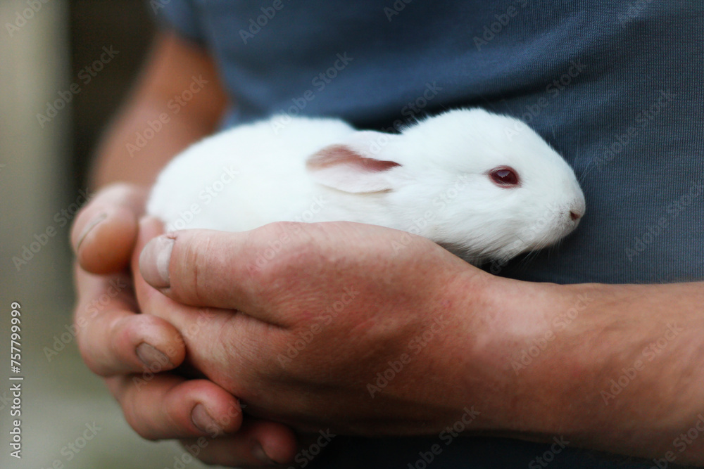 A small white fluffy rabbit. A small white fluffy rabbit.
