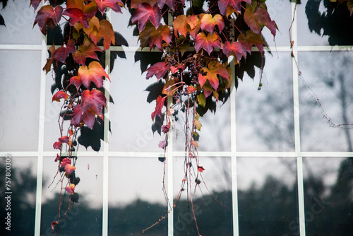 View of the autumn ivy against the window glass photo