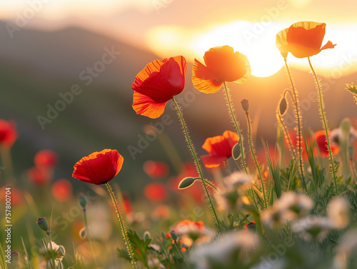 Serene Scene of Bright Red Poppies Blooming Amidst Greenery in the Warm Glow of Sunlight  Symbolizing Remembrance and Honor