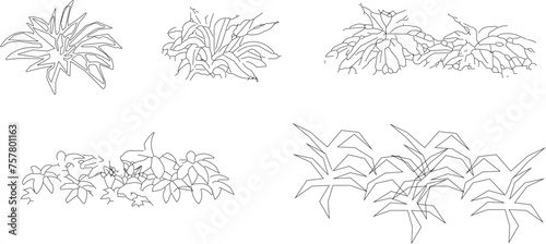 Vector sketch illustration of a collection of tree plants for completeness of the image 