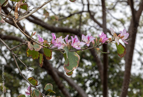 Bauhinia purpurea flower is blooming like butterfly with leaves in the park