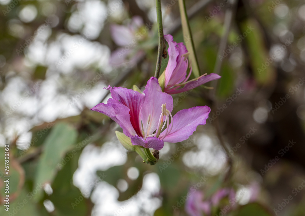 Bauhinia purpurea flower is blooming like butterfly with leaves in the park Bauhinia purpurea flower is blooming like butterfly with leaves in the park