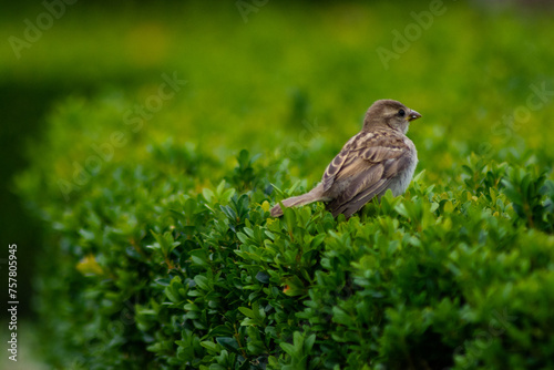 A young bird in the Chateau Garden of the Archbishop's Castle in Kroměříž, a UNESCO World Heritage Site