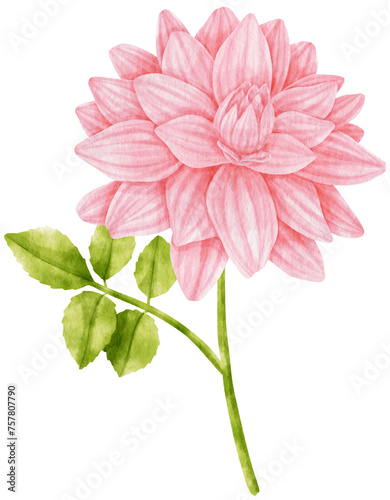Fototapeta Naklejka Na Ścianę i Meble -  Pink dahlia flowers watercolor illustration