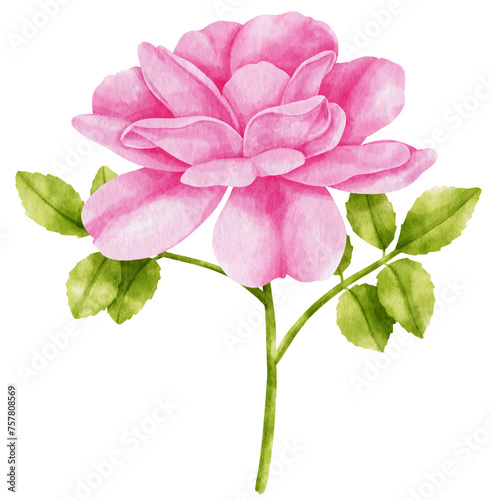 Fototapeta Naklejka Na Ścianę i Meble -  Pink rose flowers watercolor illustration
