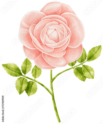 Fototapeta Naklejka Na Ścianę i Meble -  Pink rose flowers watercolor illustration