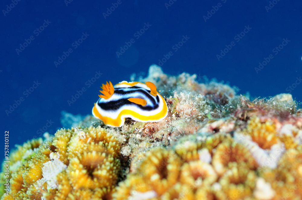 シライトウミウシ　久米島