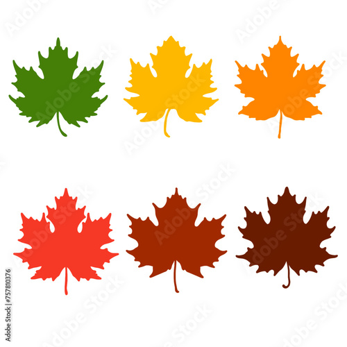 maple leaves isolated on white	