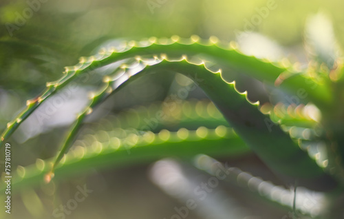 Aloe Vera plant leaves macro closeup. Shallow DOF. © logoboom