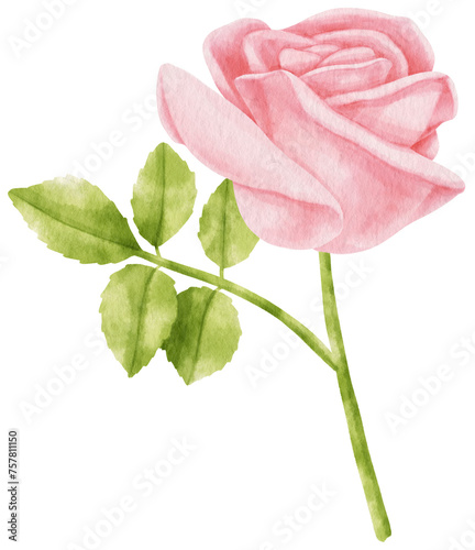 Fototapeta Naklejka Na Ścianę i Meble -  Pink rose flowers watercolor illustration
