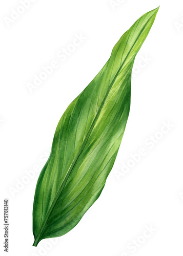 Tropical leaf, Green palm leaf, watercolor painting green plant illustration on isolated white background. Jungle clipart
