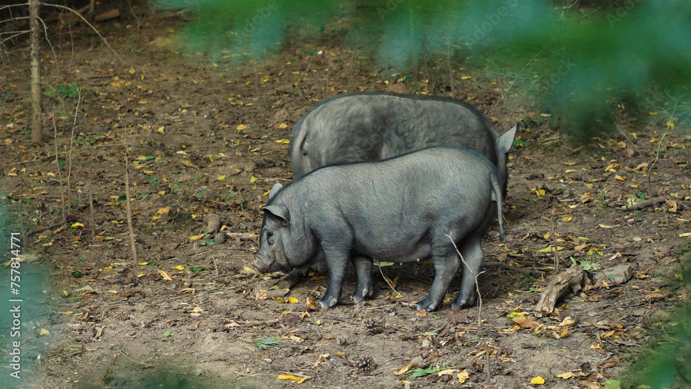 Two black Iberian pigs forage on leaves scattered across a dirt floor, exemplifying natural pig behavior in a rural setting. Two black Iberian pigs forage on leaves scattered across a dirt floor, exemplifying natural pig behavior in a rural setting.