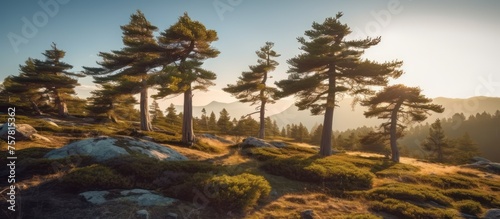 Fototapeta Naklejka Na Ścianę i Meble -  many trees stood on the rocky mountain peaks, with sunlight shining down on them.