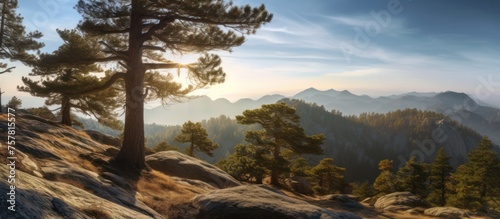 Fototapeta Naklejka Na Ścianę i Meble -  many trees stood on the rocky mountain peaks, with sunlight shining down on them.