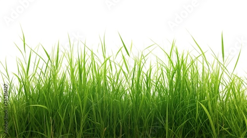 grass isolated on white 