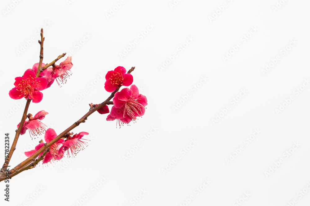 Red plum blossoms with white background.