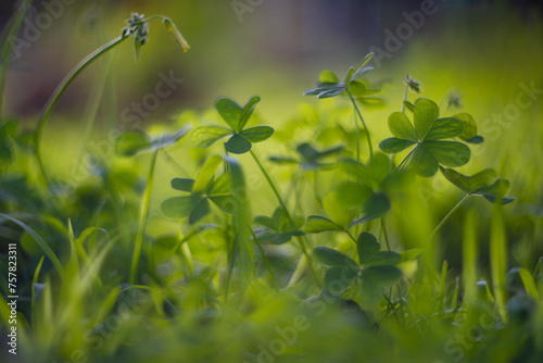 Shamrock plant growing in garden. Macro closeup on clover leaves. Shallow DOF. © logoboom