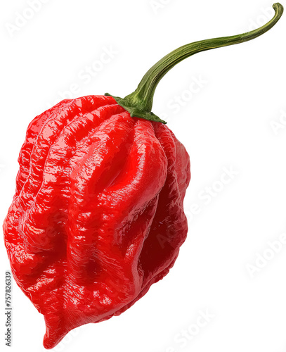 Carolina reaper pepper photo