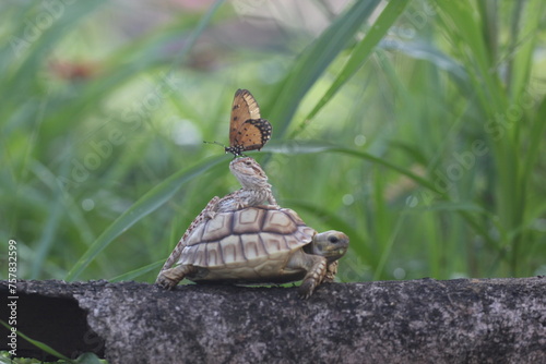 turtle  sulcata  bearded dragon  butterfly  the story of the friendship between a sulcata turtle  a bearded dragon  and a butterfly