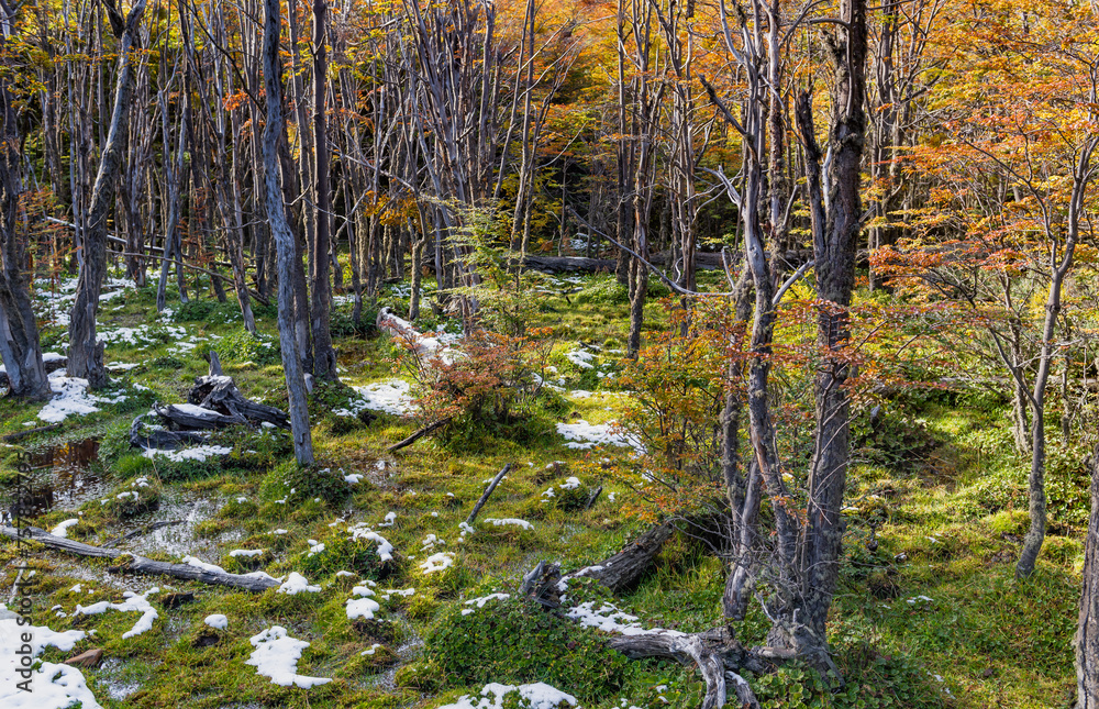 Tierra del Fuego National Park, Patagonia, Argentina