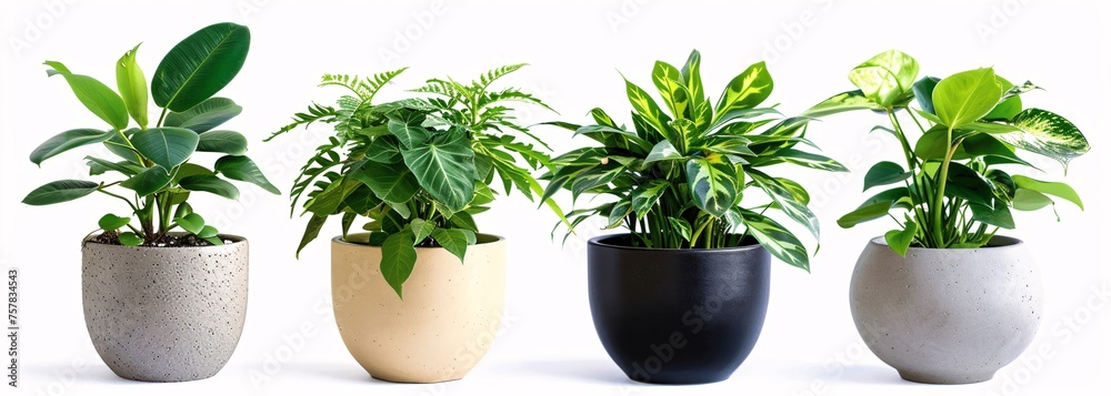 Freshly Planted: Two Potted Plants, One Black and One White, Ready for Spring Generative AI Freshly Planted: Two Potted Plants, One Black and One White, Ready for Spring Generative AI
