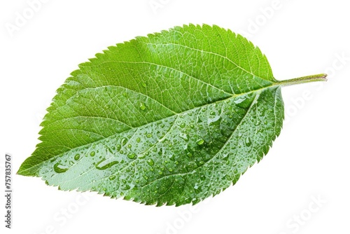 E Leaf - Fresh Green Apple Leaf Isolated on White Background with Clipping Path