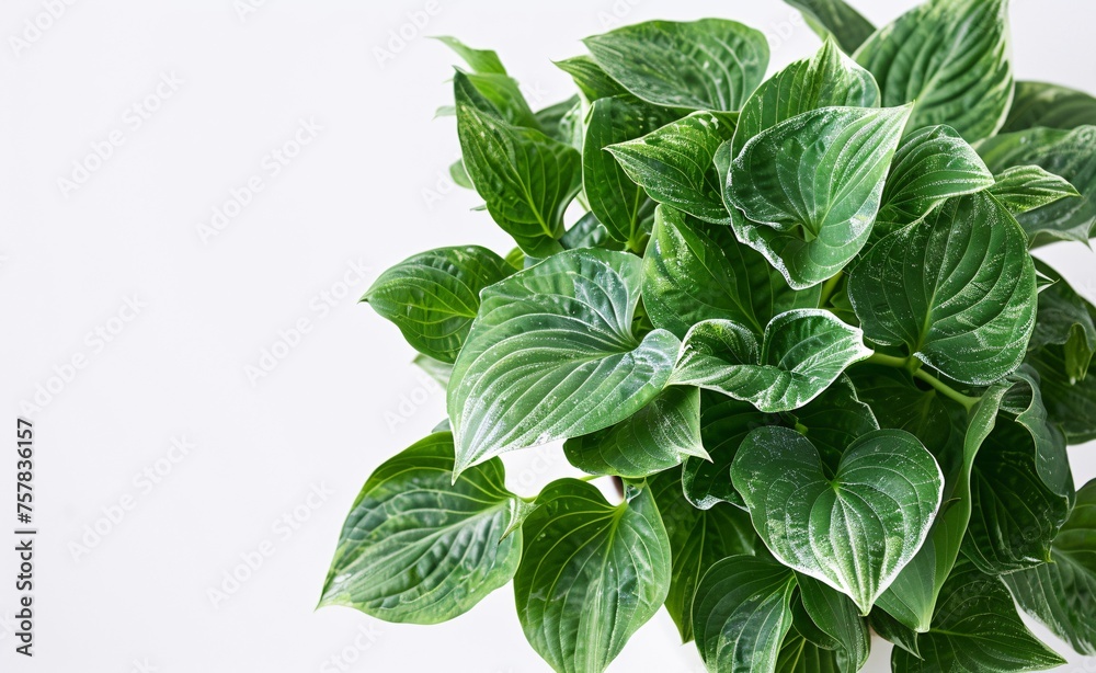 Fresh Leafy Greens: A Monthly Must-Have for Healthy Living Generative AI Fresh Leafy Greens: A Monthly Must-Have for Healthy Living Generative AI
