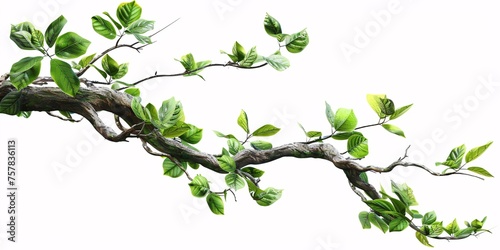 April Showers - A beautifully drawn tree branch with green leaves and a single leaf in the shape of a heart. Generative AI
