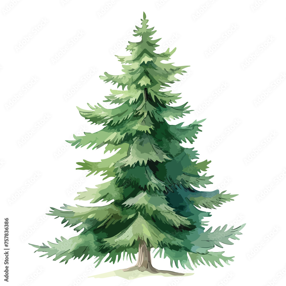 Watercolor Evergreen Fir Pinetree Clipart isolated on