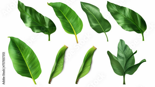 collection beautiful banana green leaves  isolated on white background.