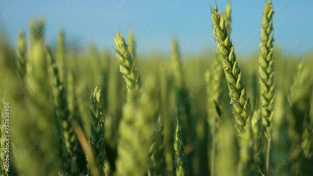 Vast Green Wheat Field With Blue Sky Background. Growth rural agricultural grain close up. Farmland, farm, countryside landscape Vast Green Wheat Field With Blue Sky Background. Growth rural agricultural grain close up. Farmland, farm, countryside landscape