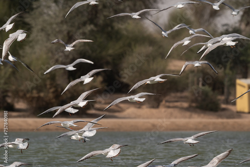 Flock of birds taking flight over the lake